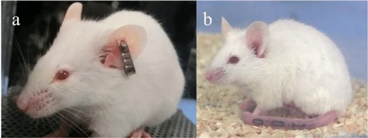Mouse ear tag compared to a mouse tail tattoo ID method.