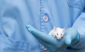 Preclinical in vivo study using mouse models