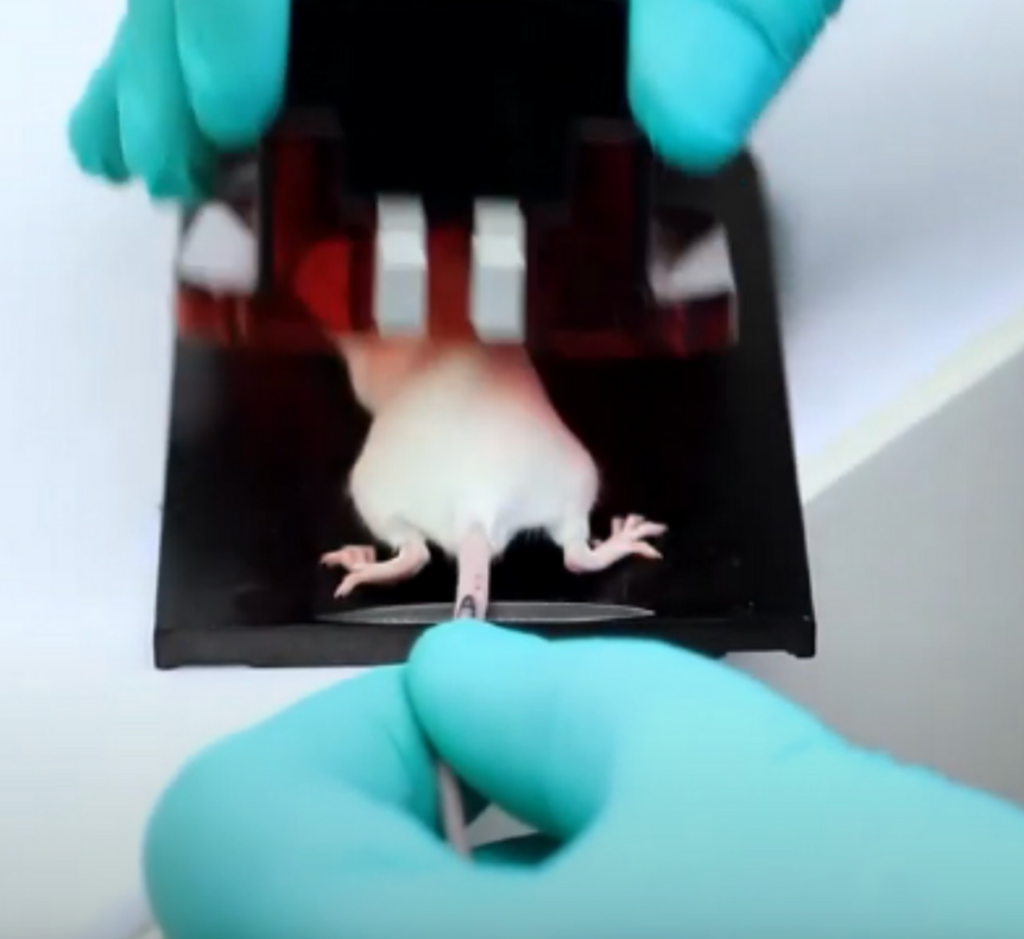 mouse tail vein injection restraint