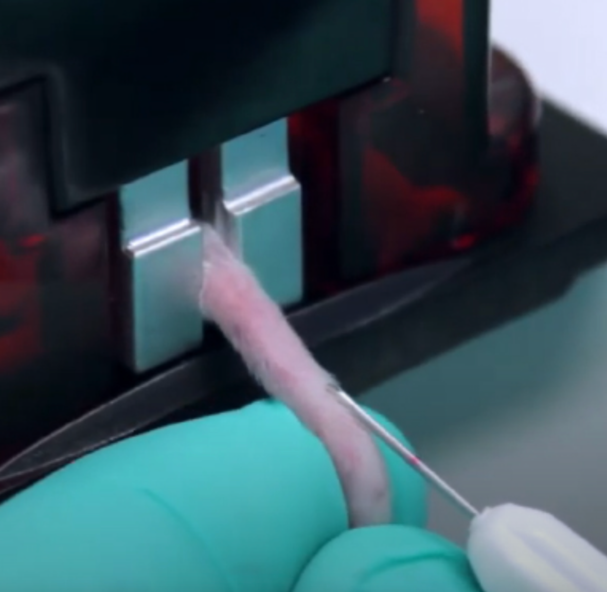mouse teil vein injection