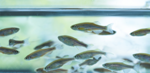 RFID fish tag for environmental tracking