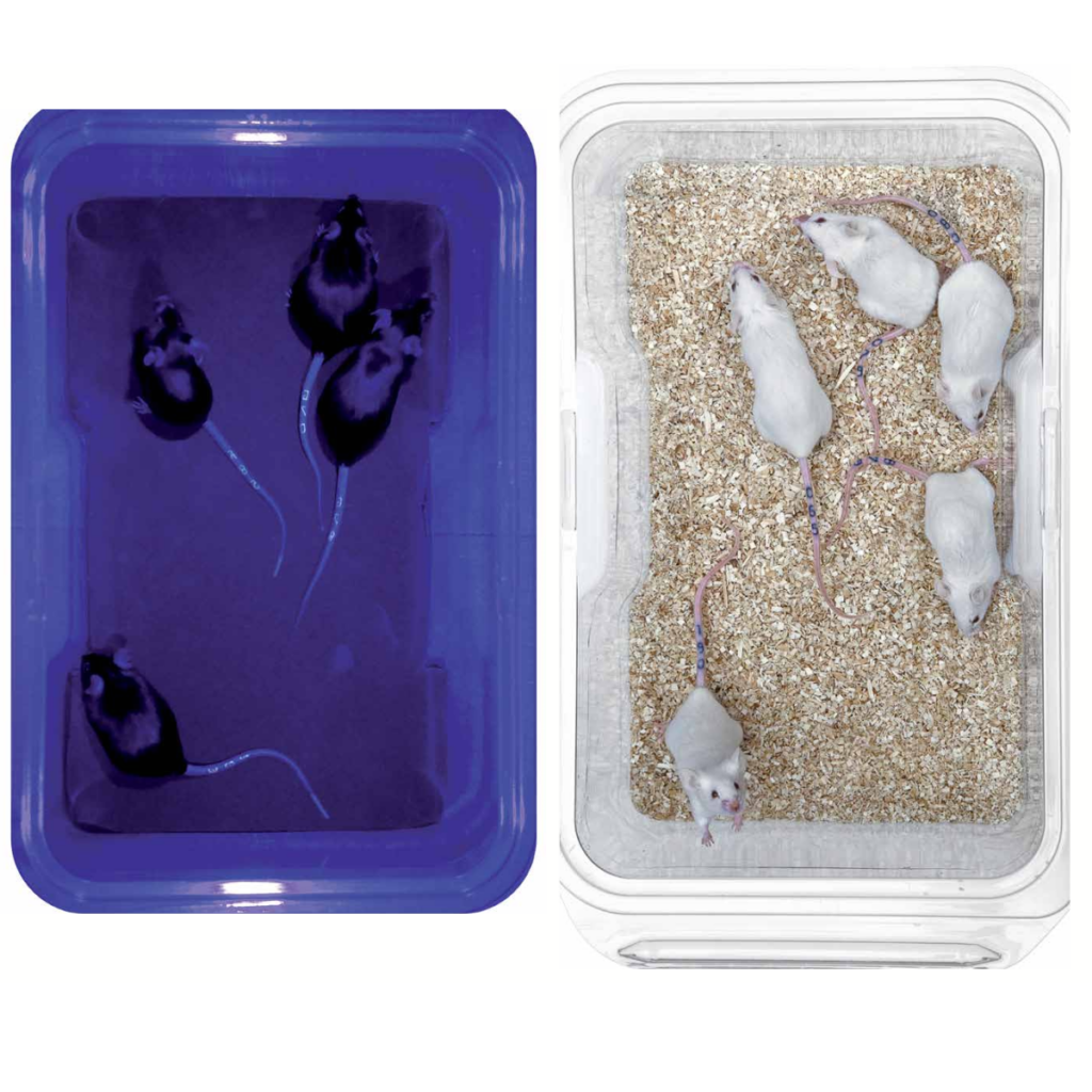 Jackson Laboratories Mice with Labstamp's UV Green ink